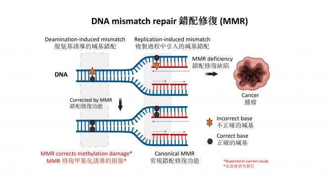 HKUMed discovers an unknown function of DNA mismatch repair 
that protects us from cancer